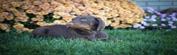 Doberman Pinscher dogs for sale: MASTER - Ad 12