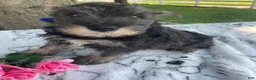 Miniature Schnauzer dogs for sale: Fritz - Ad 3