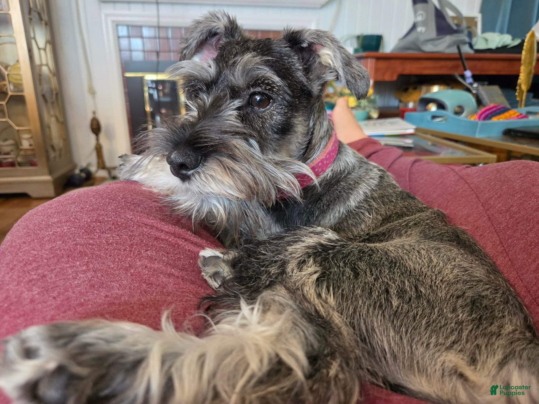 Miniature Schnauzer dogs Roo - Ad 2