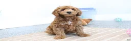 Mini Goldendoodle dogs for sale: Austin - Ad 5