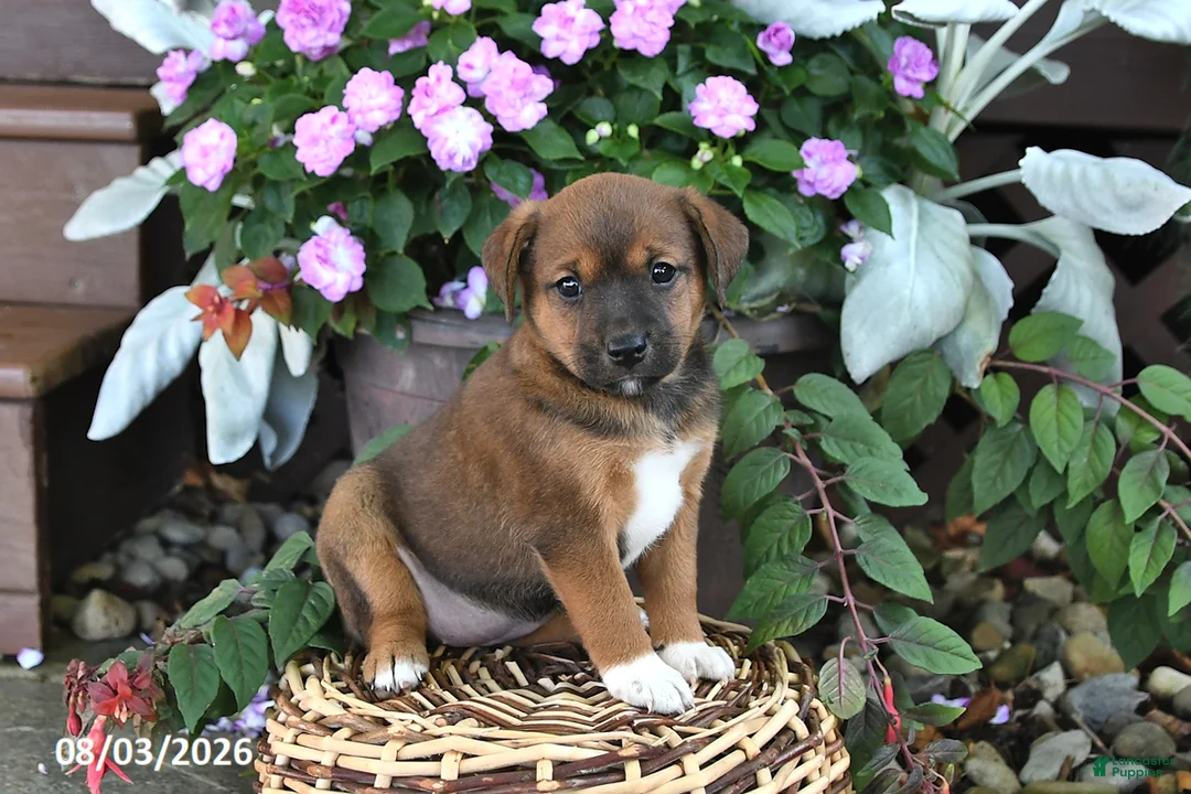 Mixed Breed dogs for sale: Chloe - Ad 1