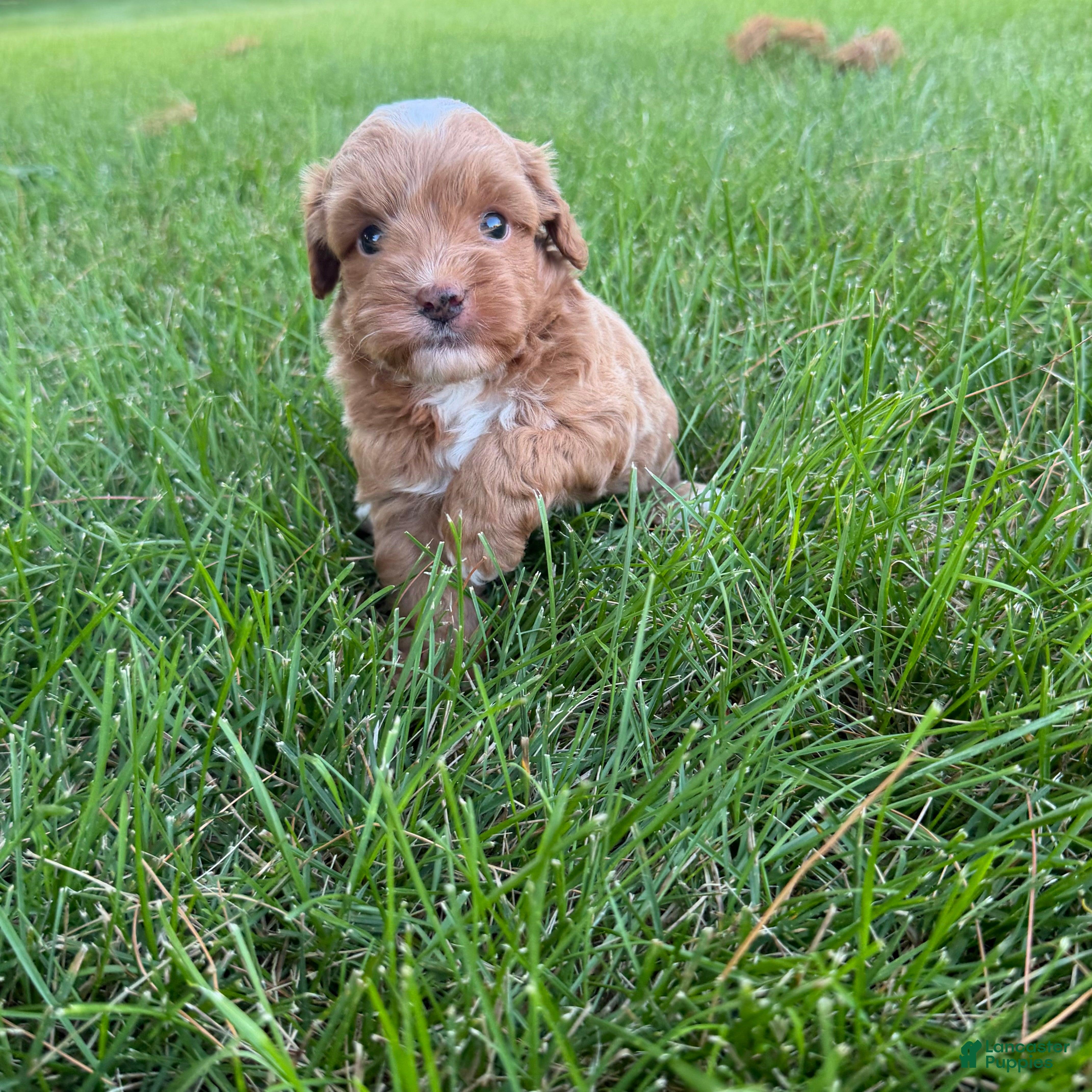 Mini Goldendoodle dogs Moose Mini Goldendoodle  - Ad 1