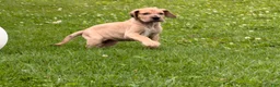 Great Dane dogs for sale: Spotty - Ad 4