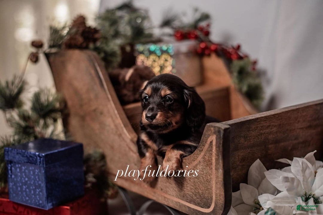 Miniature Dachshund dogs for sale: Red Collar Black & Tan Dachshund Puppy - Ad 5