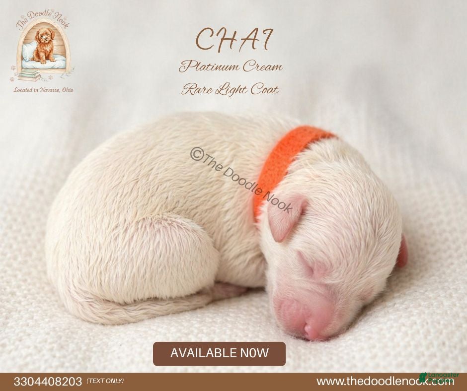 Mini Goldendoodle dogs for sale: Chai🐾 🐶 - Ad 3