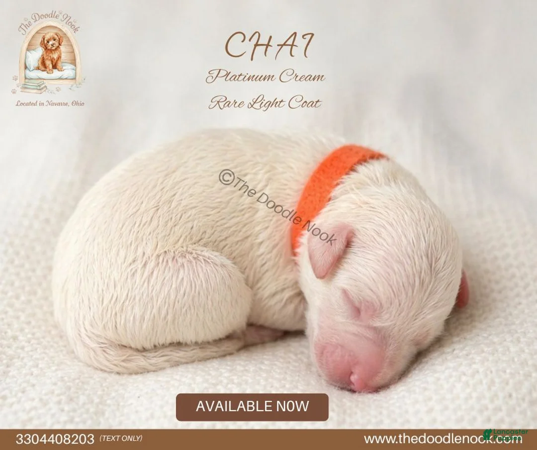 Mini Goldendoodle dogs for sale: Chai🐾 🐶 - Ad 1