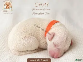 Mini Goldendoodle dogs for sale: Chai🐾 🐶 - Ad 3