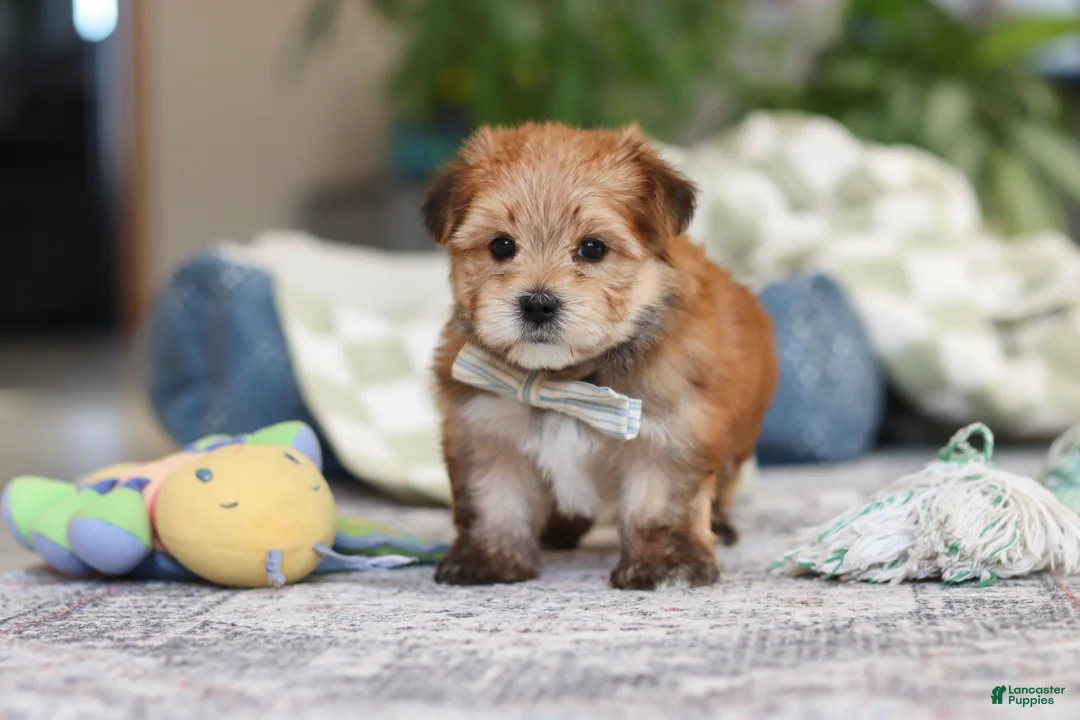 Morkie dogs for sale: Taylor - Ad 7