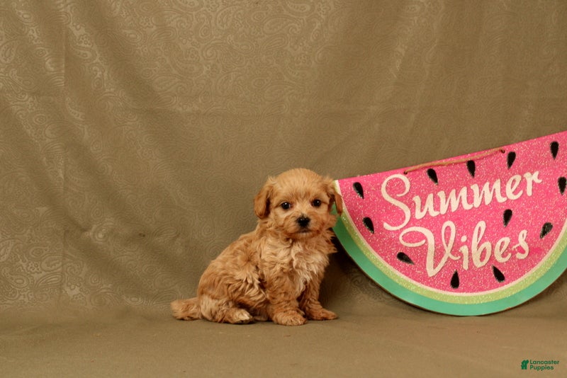 Maltipoo dogs Ivan - Ad 1