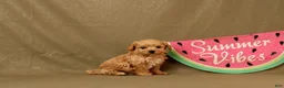 Maltipoo dogs for sale: Ivan - Ad 1