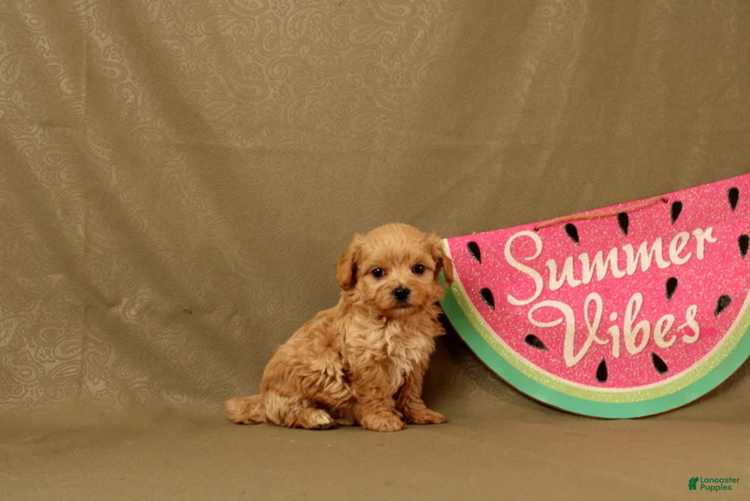 Maltipoo dogs for sale: Ivan - Ad 1