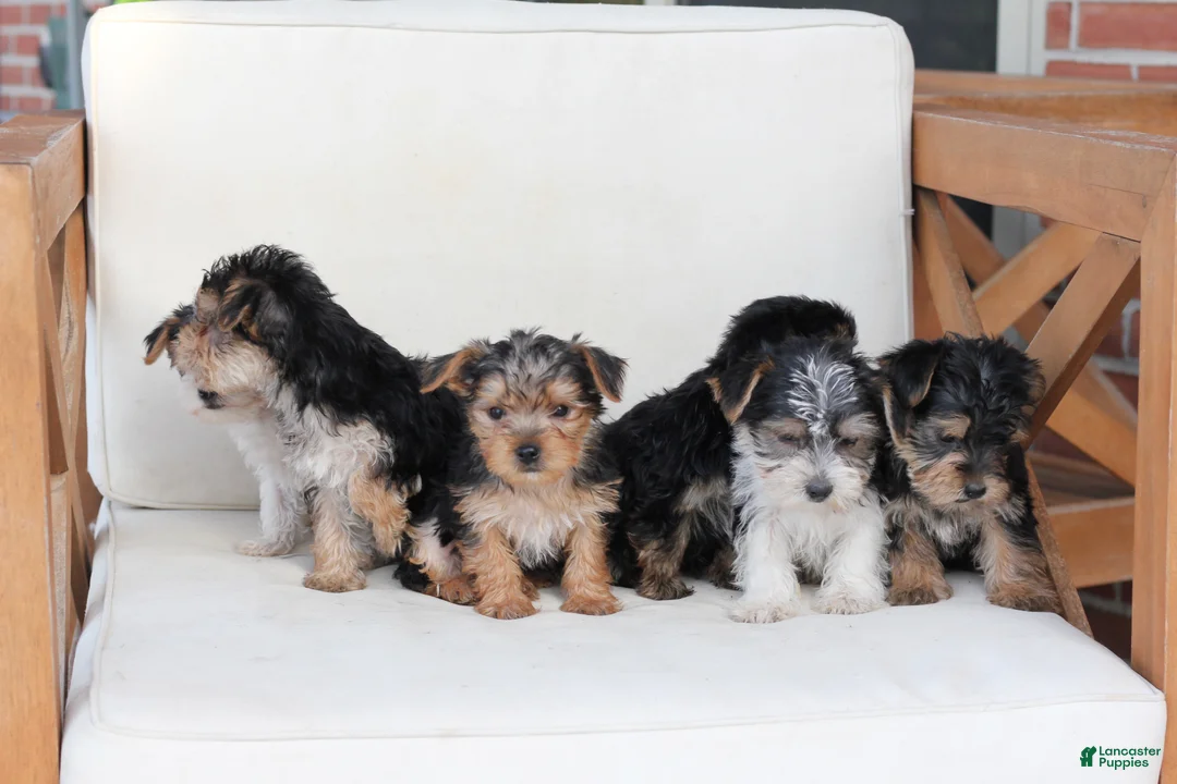 Yorkshire Terrier dogs for sale: Scout - Ad 15