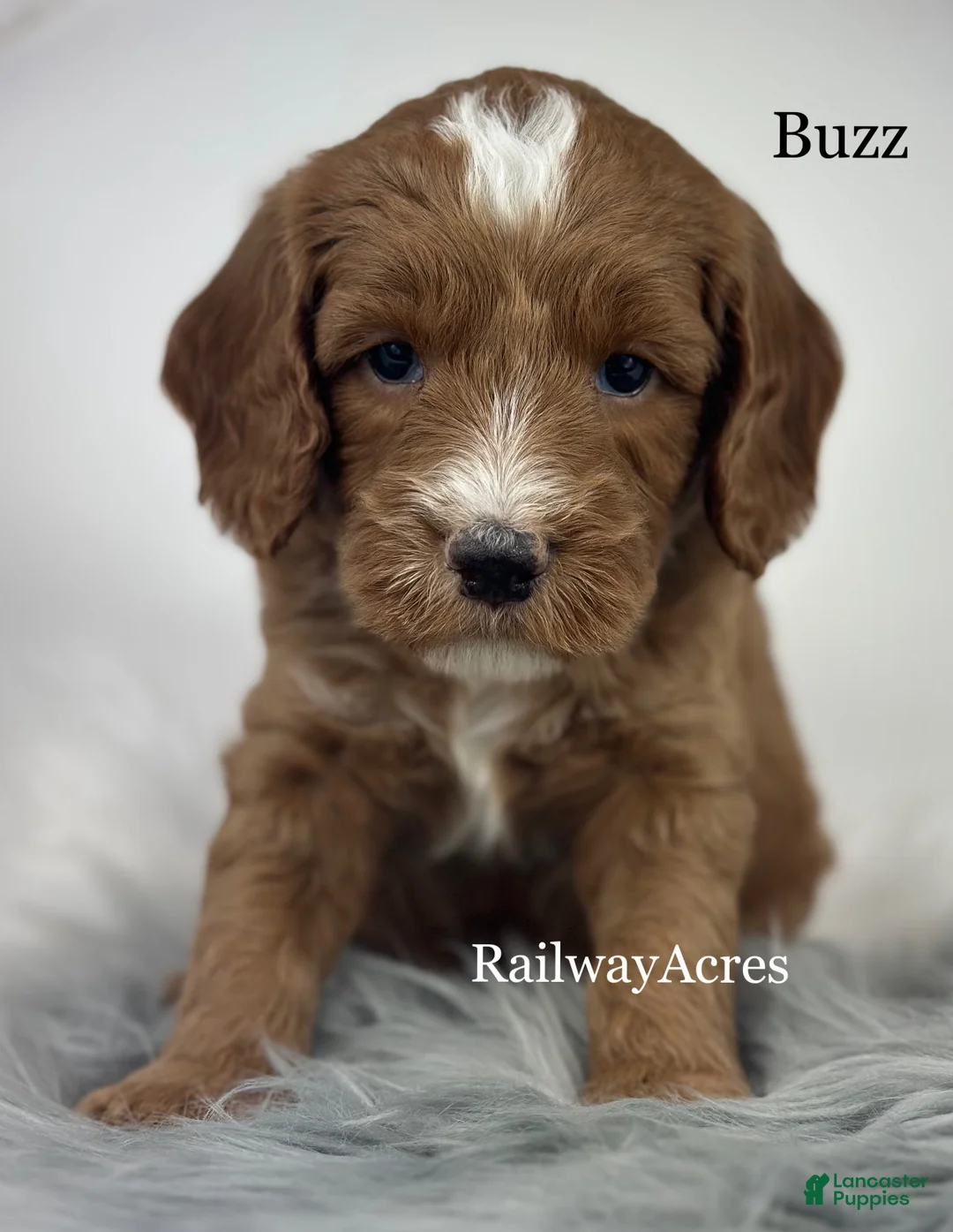 Mixed Breed dogs for sale: Buzz - Ad 2