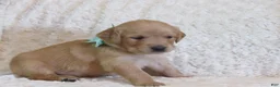 Golden Retriever dogs for sale: Lonnie - Ad 4