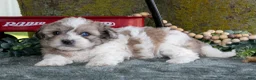 Shihpoo dogs for sale: Meena - Ad 3