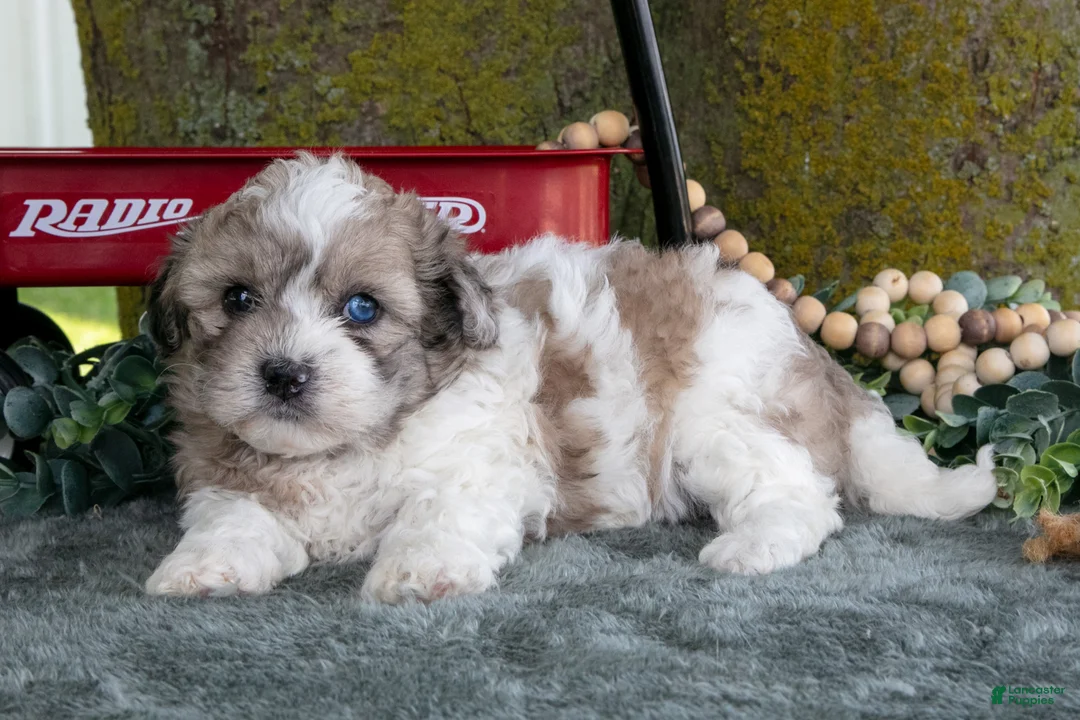 Shihpoo dogs for sale: Meena - Ad 3