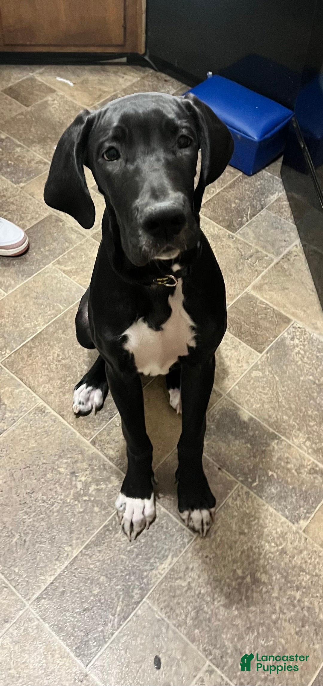 Great Dane dogs for sale: Great Dane Puppy 1 - Ad 1