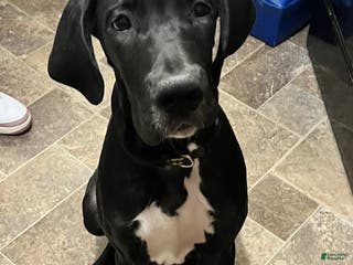 Great Dane dogs Great Dane Puppy 1 - Ad 26