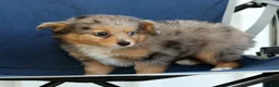 Mixed Breed dogs for sale: Candy - Ad 8