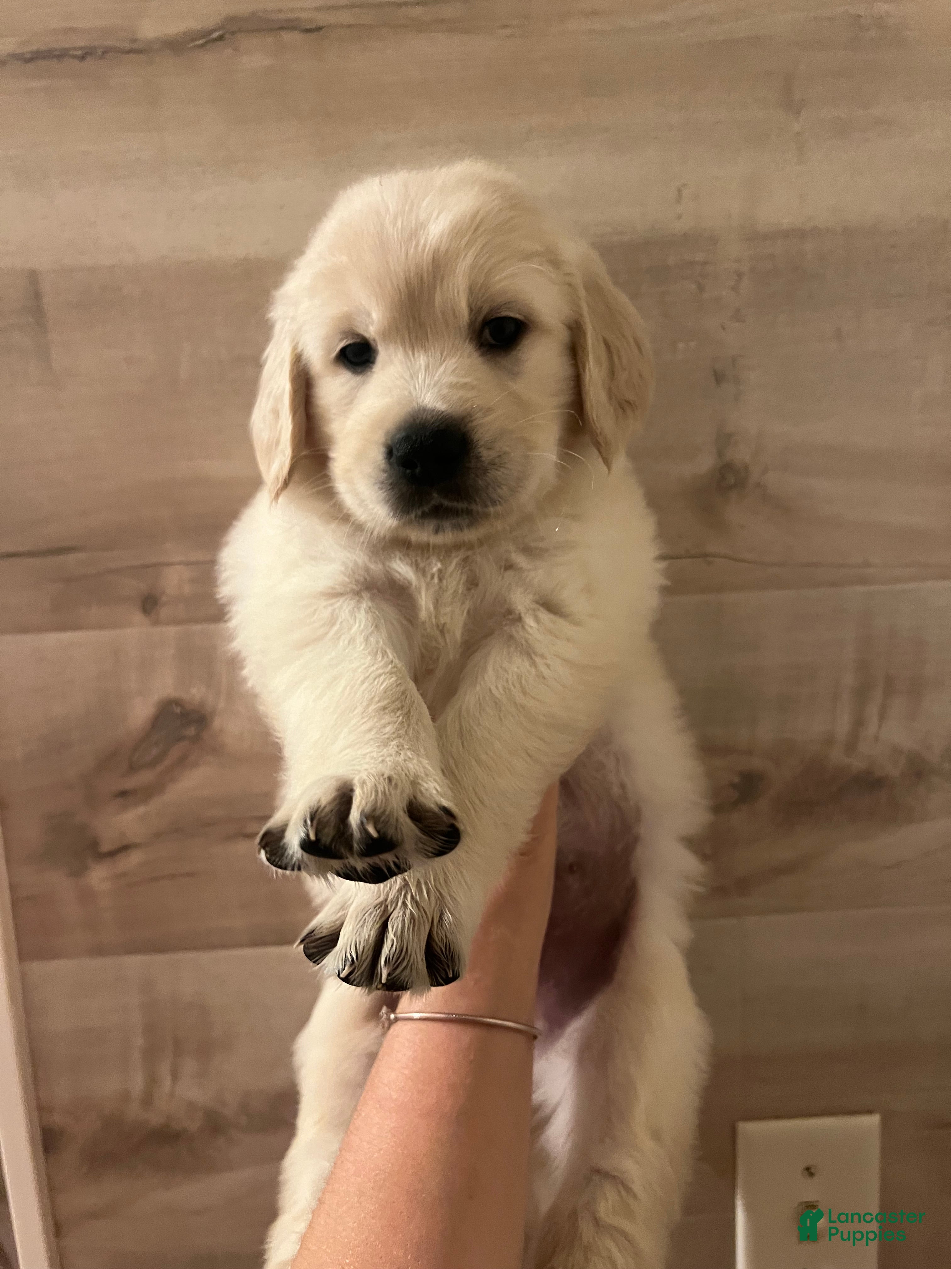 Golden Retriever dogs Golden Retriever 3 - Ad 16
