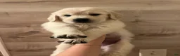 Golden Retriever dogs for sale: Golden Retriever 3 - Ad 1