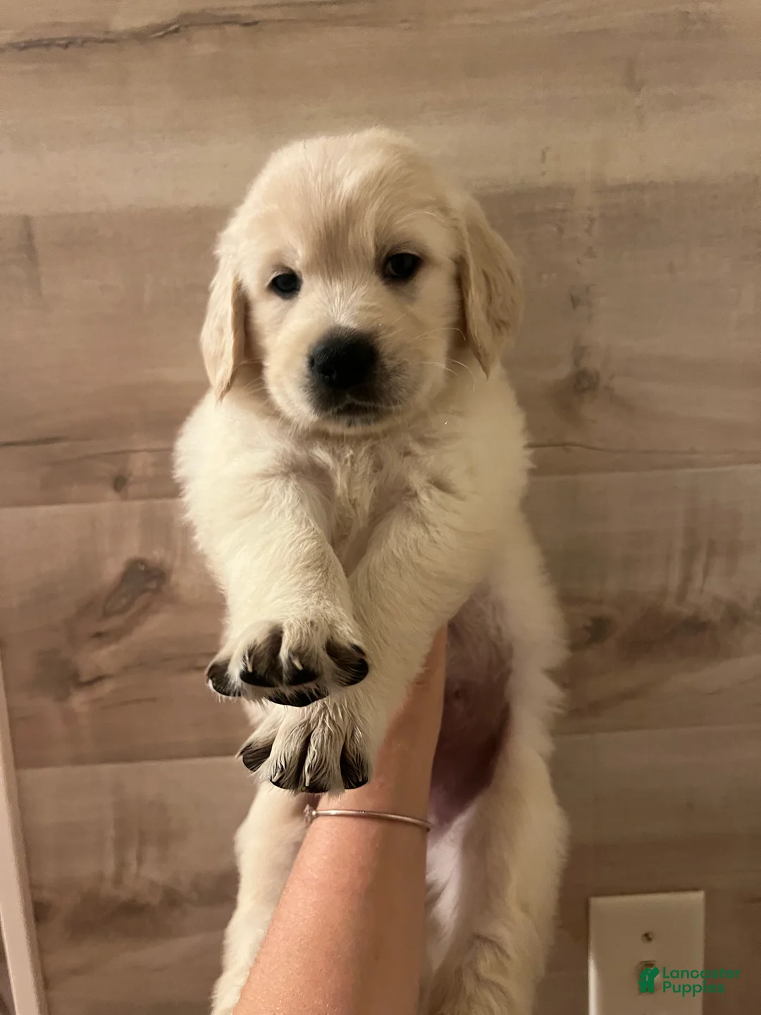 Golden Retriever dogs for sale: Golden Retriever 3 - Ad 1