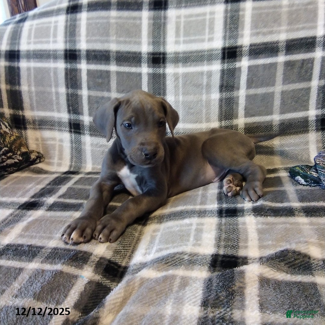 Great Dane dogs for sale: Connor - Ad 3