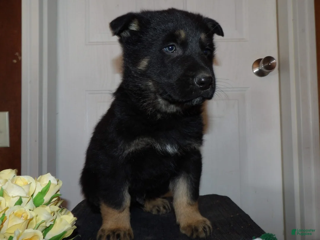 Gallery Image {{count}}