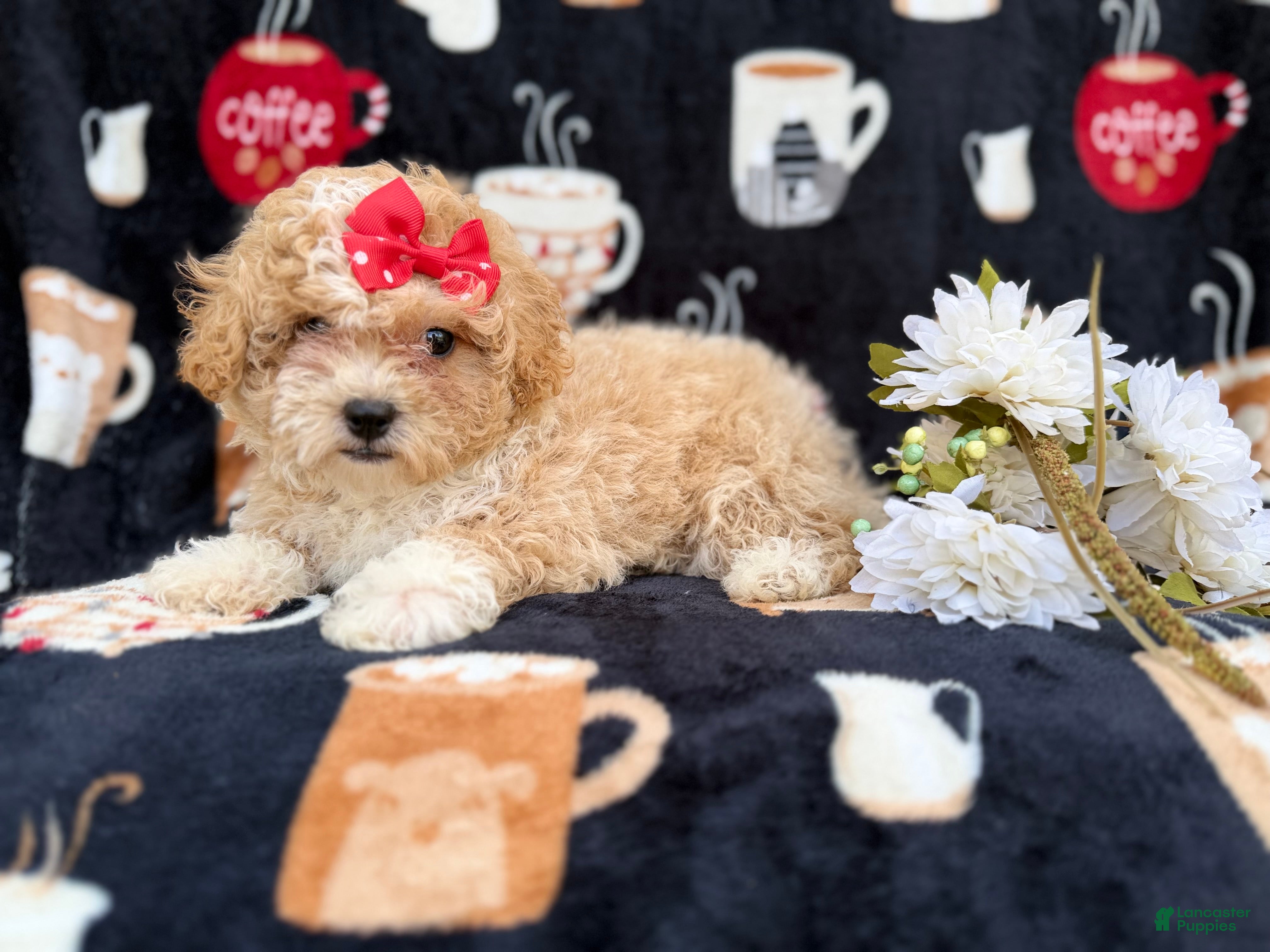 Bichpoo dogs Sadie - Ad 5