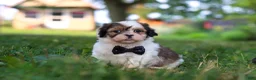 Shih Tzu dogs for sale: Tucker - Ad 1
