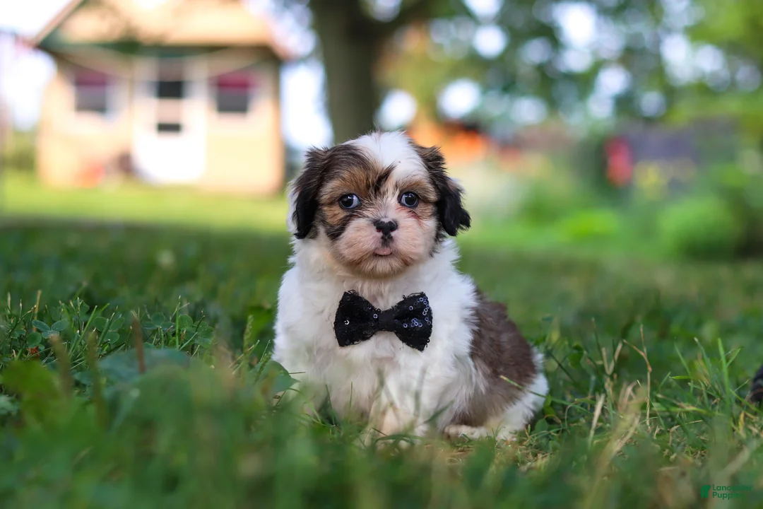 Shih Tzu dogs for sale: Tucker - Ad 1
