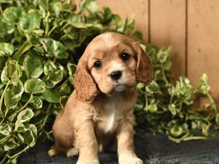 Cockalier dogs - Ad 4