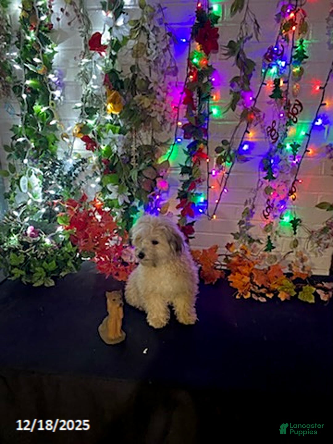 Havapoo dogs for sale: Blondie - Ad 1