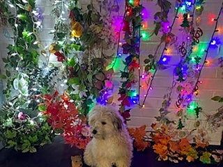 Havapoo dogs Blondie - Ad 20