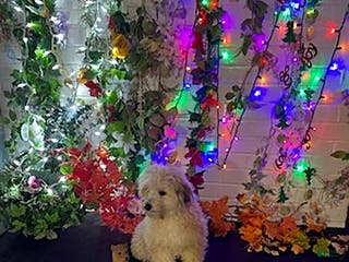 Havapoo dogs Blondie - Ad 26