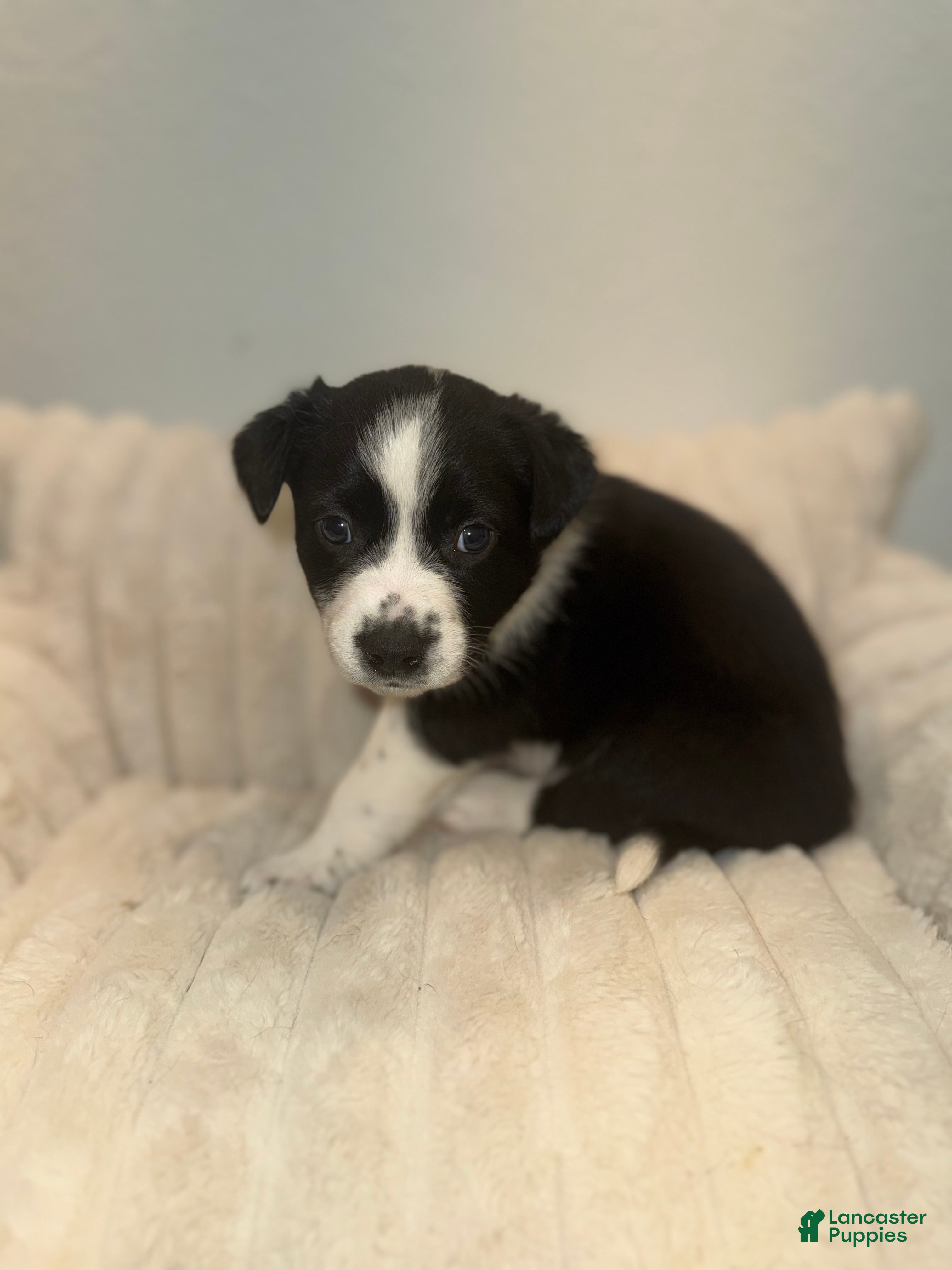 Mixed Breed dogs Oreo - Ad 12