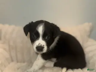 Mixed Breed dogs Oreo - Ad 13