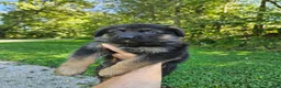 German Shepherd dogs for sale: Cooper  - Ad 9
