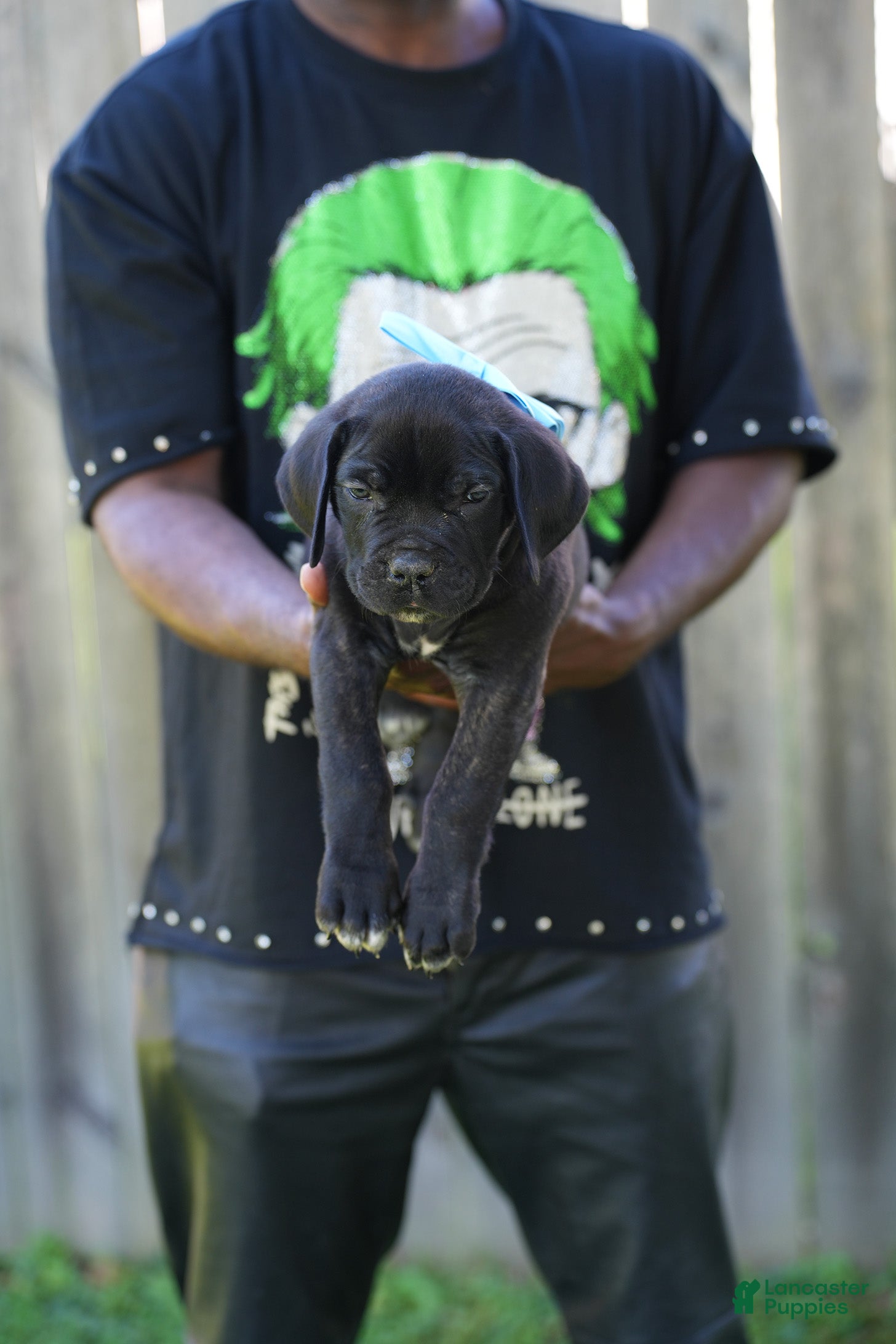 Cane Corso dogs Mystique  - Ad 2