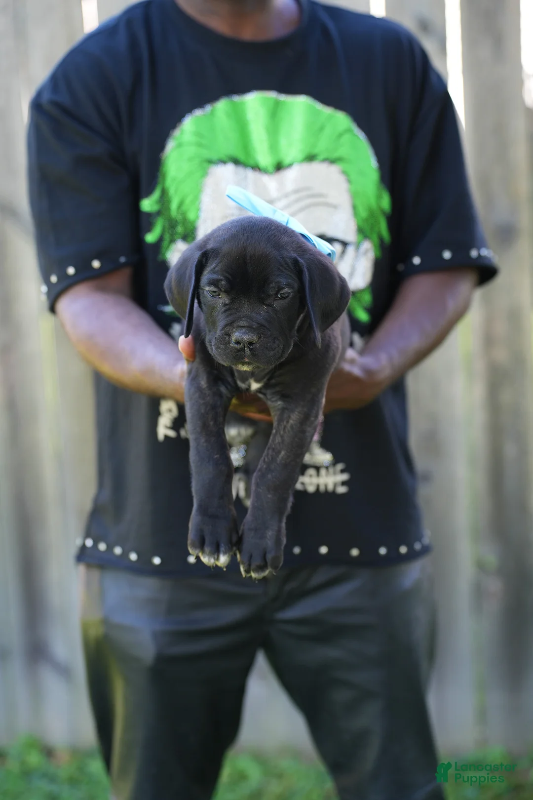Cane Corso dogs for sale: Mystique  - Ad 2