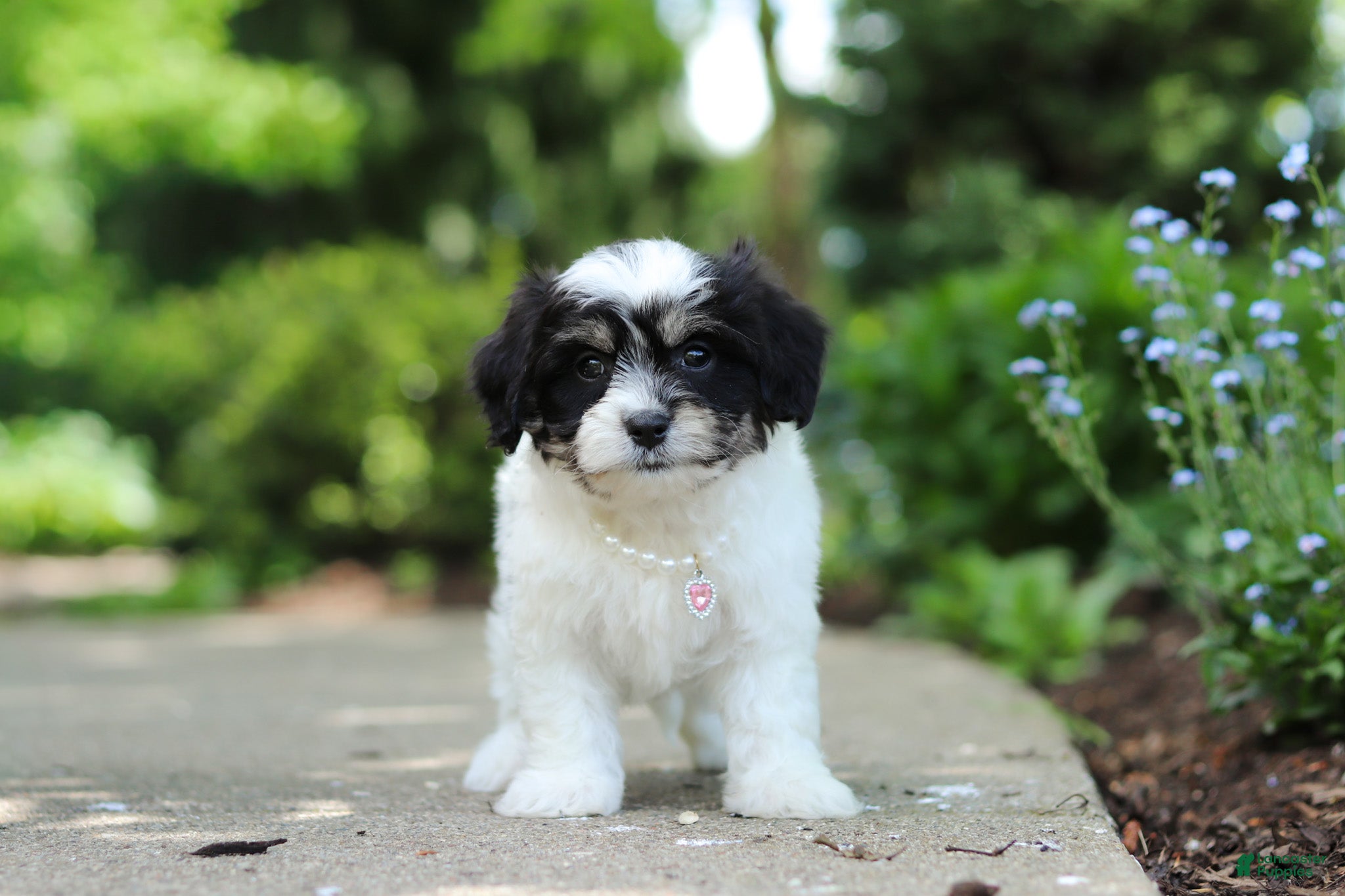 Cavachon dogs Dory - Ad 2