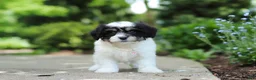 Cavachon dogs for sale: Dory - Ad 2