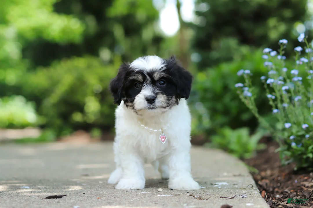 Cavachon dogs for sale: Dory - Ad 2