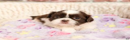 Shih Tzu dogs for sale: Arya - Ad 5