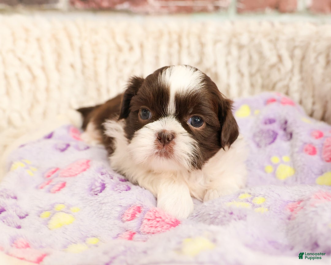 Shih Tzu dogs for sale: Arya - Ad 5