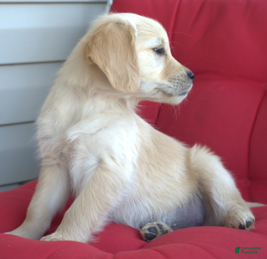 Golden Retriever dogs for sale: Mia - Ad 3