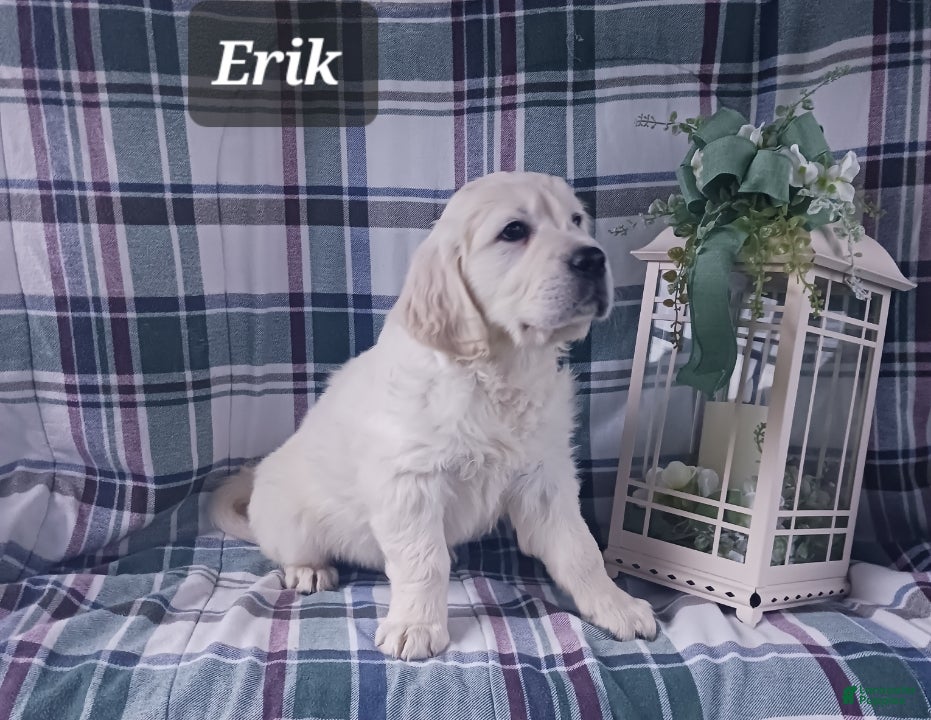 Golden Retriever dogs Erik - Ad 2