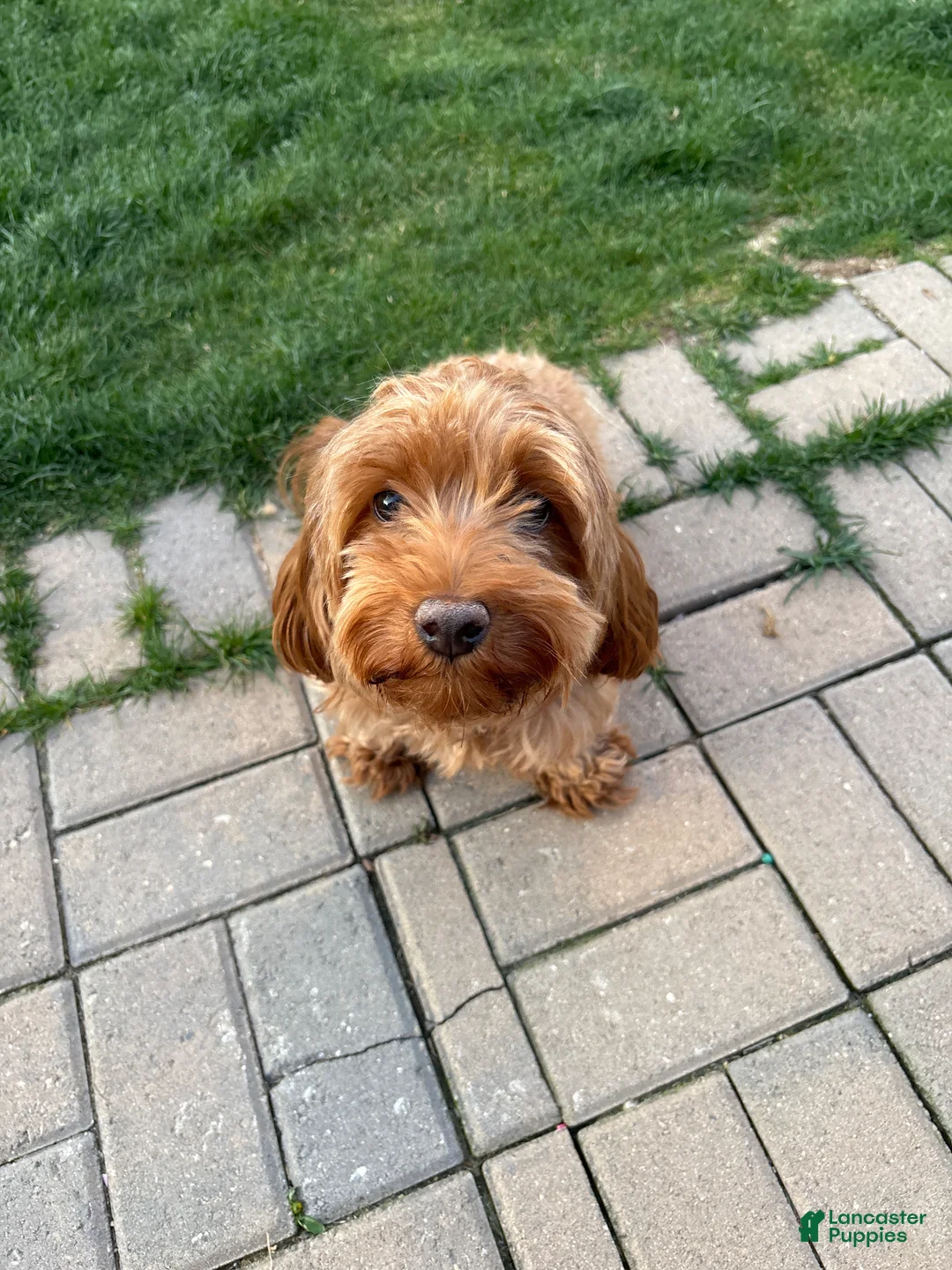 Miniature Labradoodle dogs for sale: Miniature Labradoodle Puppy 1 - Ad 5