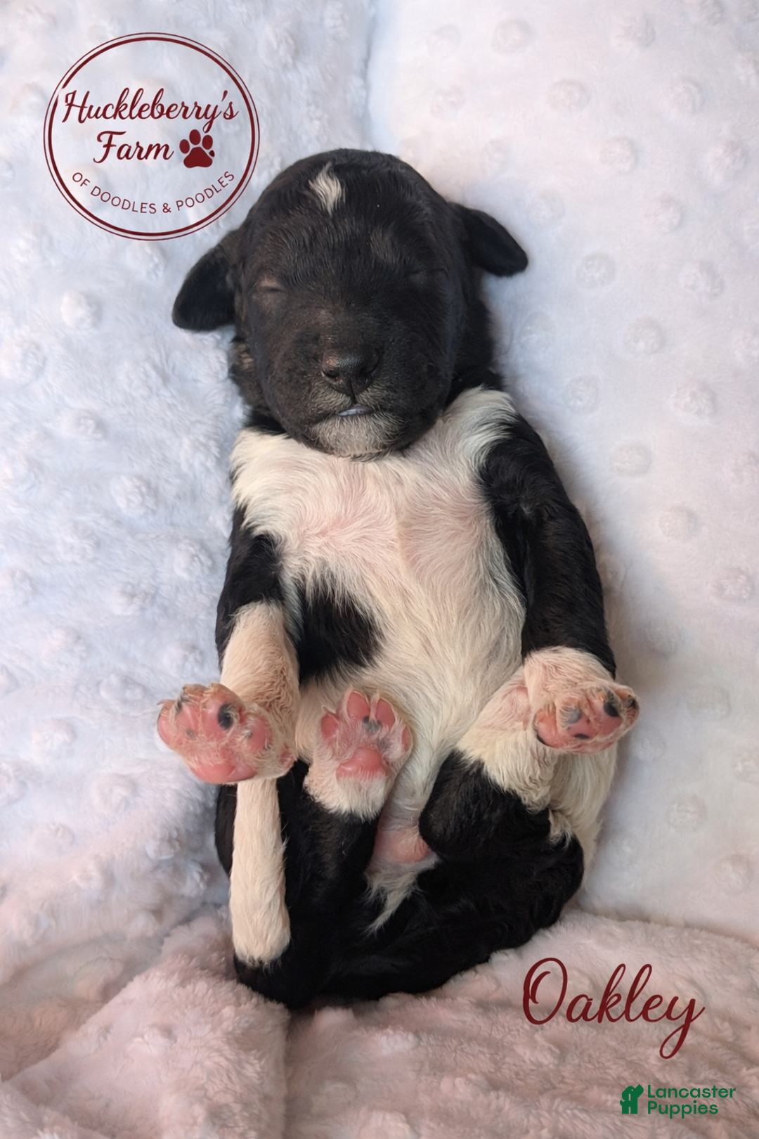 Goldendoodle dogs for sale: Oakley F1B  - Ad 3