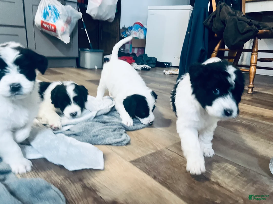 Mixed Breed dogs for sale: Duke  - Ad 3